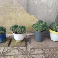 کاکتوس هندوانه ای و بچه زا|گل و گیاه طبیعی|تهران, مولوی|دیوار