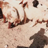 بره گوسفند|حیوانات مزرعه|اهواز, گلدشت|دیوار