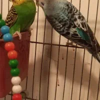 مرغ عشق مولد