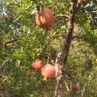 فروش انار رو درخت