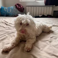 سگ پبدا شده