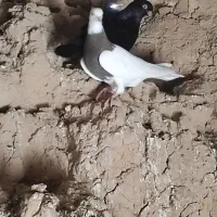 کبوتر