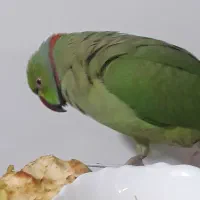 طوطی ملنگوکلام بالا