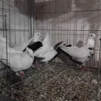 کبوتر نقش زینتی|پرنده|مبارکه, |دیوار