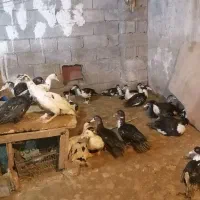 50 عدد اردک اسرائیلی نروماده|حیوانات مزرعه|امیرکلا, |دیوار
