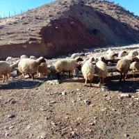 میش|حیوانات مزرعه|ویسیان, |دیوار