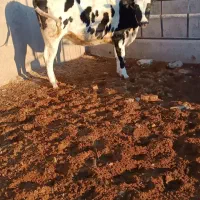 گاو شیری تلیسه آبستن