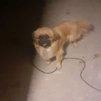 سگ پاکوتا|سگ|کنگاور, |دیوار