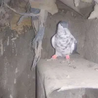 چپ افشان|پرنده|خاش, |دیوار