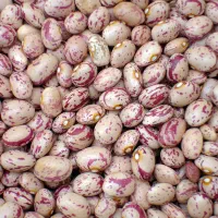 لوبیا چیتی درجه یک