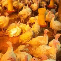 فورش بوقلمون بیوتی ،،شیش چهل روزه