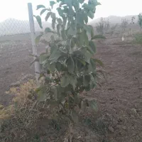 باغ ۱۰۰۰متری|فروش دفتر صنعتی، کشاورزی، تجاری|جوکار, |دیوار