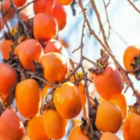 تولید نهال خرمالو انبه ای