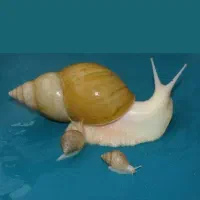 فروش حلزون مخصوص پوست و درآمد خانگی آسان