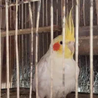 یک عدد عروس هلندی نر