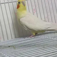 جفت عروس هلندی با جوجه|پرنده|مشهد, شهید قربانی|دیوار