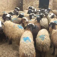 میش شال بره دار(گوسفند)