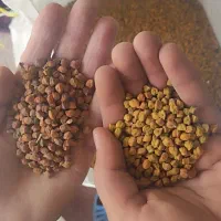 بذر نخود قرمز