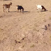 توضیحات|حیوانات مزرعه|تربت جام, میان جام|دیوار