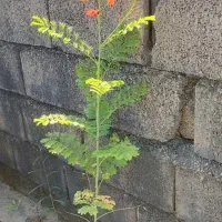 تامین نهال پروژه های شرکتهاوارگانها|گل و گیاه طبیعی|چابهار, |دیوار