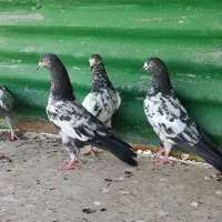 چهار جفت جوجه تیدی