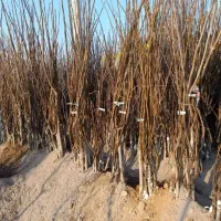 انواع نهال پیوندی و اصلاح شده