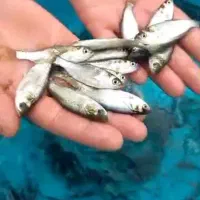 انواع بچه ماهی کپور امور ازاد فیتوفاک بیگهد|ماهی|آمل, |دیوار