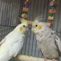 عروس هلندی ماده|پرنده|قرچک, شهرک الحدید|دیوار