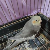 گمشده عروس هلندی در اسلام اباد