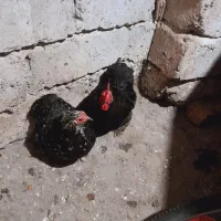 مرغ وخروس سبرایت وکوشین