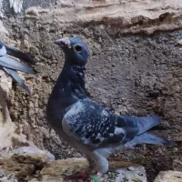 پلاکی مسافتی|پرنده|چگنی, |دیوار