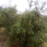 نیازمند 1000 کارگر از منطقه سیستان بویژه زابل|استخدام صنعتی، فنی، مهندسی|زابل, |دیوار