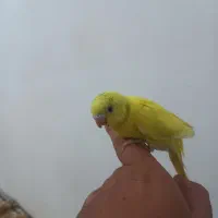جوجه مرغ عشق
