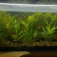 گیاه طبیعی اکواریوم