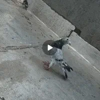 یک عدد سرور سبز نر پرشی|پرنده|شیروان (خراسان), |دیوار