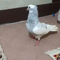 طوقی ابری نر مست