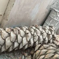 بریدن انواع درخت رایگان ونخل هم میبرم|خدمات باغبانی و درختکاری|آبادان, |دیوار