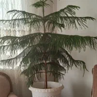 گل کاج چتری
