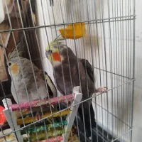 یک جفت عروس هلندی مولد صحیح و سالم و درشت|پرنده|قم, گلزار|دیوار