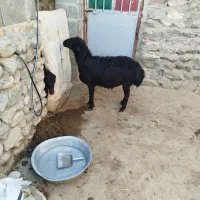 قوچ افشار دو دندون|حیوانات مزرعه|بستان آباد, |دیوار