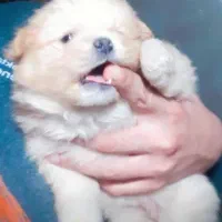 واگذاری توله پامراین خرسی