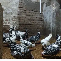 تخم مرغ گلین لری اصیل