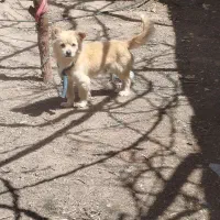 سگ پا کوتاه نر