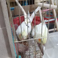 جفت عروس لوتینو رویه تخم|پرنده|صحنه, |دیوار