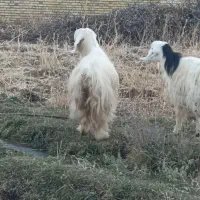 بز ماده|حیوانات مزرعه|سیلوانه, |دیوار