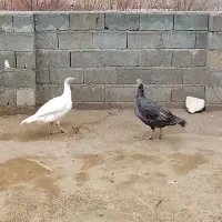 دو عدد بوقلمون ماده