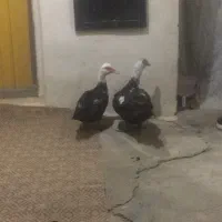 اردک