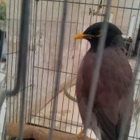 مرغ مینا سخنگو