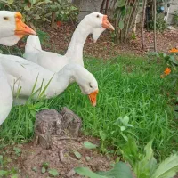 قوغاز اکراینی|حیوانات مزرعه|رشت, بوسار|دیوار