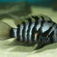 سیچلاید افرا،گورخری،فلاور|ماهی|مشهد, الهیه|دیوار